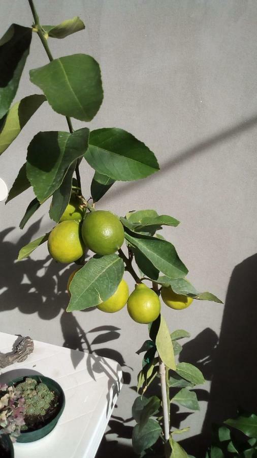 Apartment Sibenik Mandalina Экстерьер фото